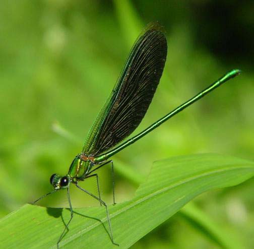 950_タイ産テングアゲハ Calopterygidae